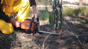 How Our Tree Care Process Works  in Stepping Stone, CO