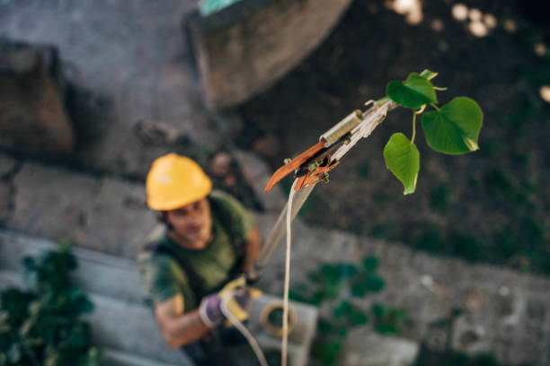 Stepping Stone, CO Tree Services Company